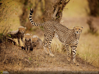Animal Kingdom seen through iptv usa subscription